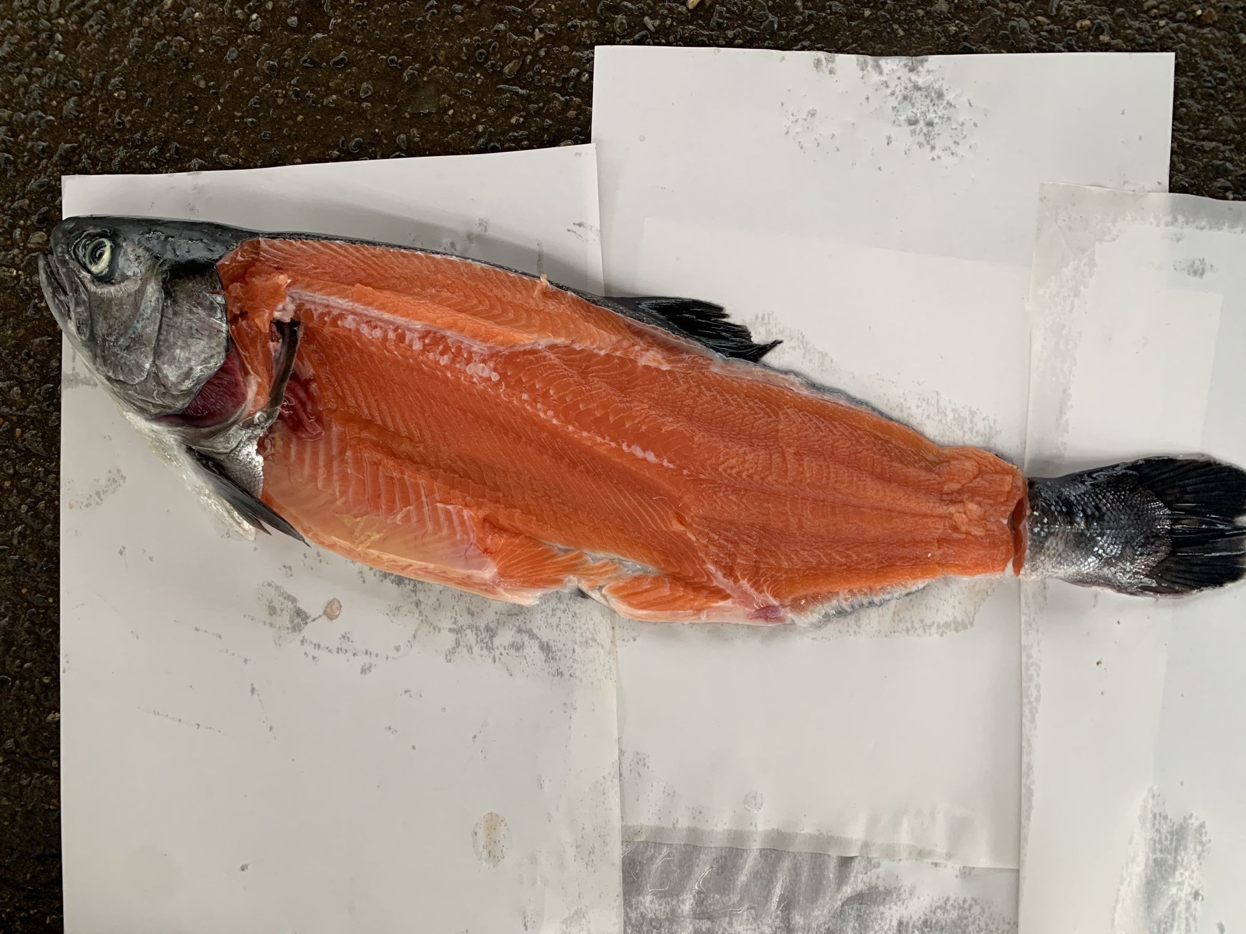 銀鮭の身色の写真