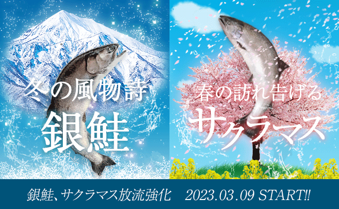 銀鮭、サクラマス放流強化2023年3月9日スタート！